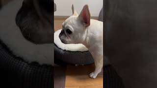 【爆笑】漏れたことを報告するパパ　#ぶるふぁみのアビー #フレブル #フレンチブルドッグ #frenchbulldog #フレブルライフ #鼻ぺちゃ #ペットおもしろ動画 #わんこ