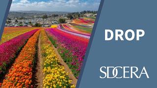 DROP: Deferred Retirement Option Program