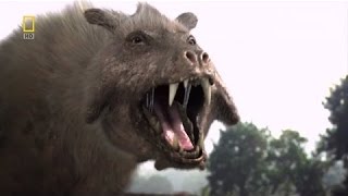 Best Documentary 2016 || Pig monster prehistoric predators HD || Nat Geo Wild