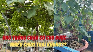 Kỹ thuật trồng nho trong chậu | Chăm sóc nho trồng chậu tạo cành cây nho cho trái đạt hiệu quả