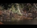 2025年1月11日コサギ little egret