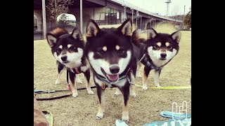 サイメラで頭でっかちになった黒柴犬の双子姉妹