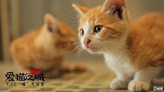 猫语 电影《爱猫之城》推广曲 kiki富妍 MV 蛋蛋赞