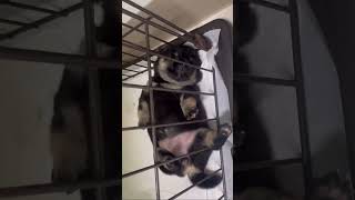 【豆柴犬】ケージの中でへそ天してめっちゃかわいい♡♡