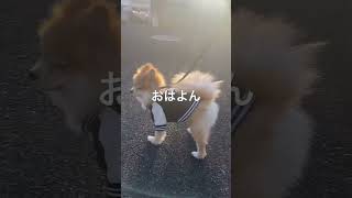 あさんぽ#dog#pets#pomeranian#犬好き#愛犬#子犬#ポメラニアン#大好き#犬好き #music #散歩#公園 #犬のいる暮らし