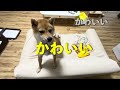 【豆柴闘病】パテラの手術をすることになりました…まめ太郎成長記録動画vol.12