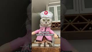 Смешные коты - Майя 😺 #смешныекоты #кошка #доктор