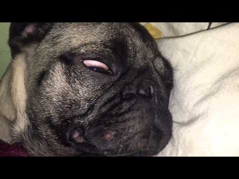 Pug Snoring With Open Eyes Pug Snoring With Open Eyes