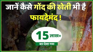 Medicinal Plant Farming | गोंद की खेती | Gum Cultivation | जाने कैसे गोंद की खेती भी है फायदेमंद