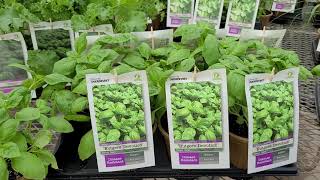 Basil Rutgers Devotion  // ⚡️EXCITING! NEW! Downy Mildew Resistant Basil In Biodegradable Pots!