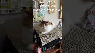 せっかく寝てるんだから起こさないで欲しいにゃ🐱