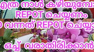 #DENDROBIAM BIG ORCHID REPOTTING # SNAIL വരാതിരിക്കാൻ #BUD വന്നത് REPOT ചെയ്യാമോ  #TIPS & TRICKS