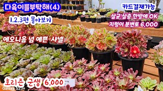 다육이를부탁해 (4) 새로운 신상  1.2.3편 몰아보기 #레드딤플 파피스로즈 로사로아 연지곤지 림보