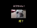 【盲目シニア犬ふうこ日記】youtubeショート動画16本総集編