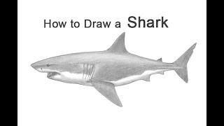 How to Draw a Shark (Great White)