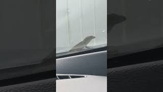 chilling lizard on my suv