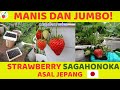 Cara Menanam Strawberry - Strawberry Sagahonoka ASAL JEPANG