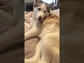 the dutiful docile husky