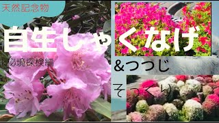 自生群生の【しゃくなげ】【花木の女王】の石楠花（しゃくなげ）はツツジにそっくり！　【秘境探検】編　（╹◡╹）