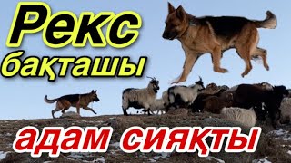 Ит үйрету! Кинолог. Рекстің жұмысы!