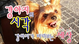 강아지의 눈! 시각! 강아지가 보는 세상은 어떤 색깔일까요 ?the dog's eyes