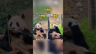 小时候的福宝和现在的福宝吃竹子姿势对比 #pandafushun #bear #搞笑 #搞笑 #funny #funnypanda #bearpanda #大熊猫 #animals