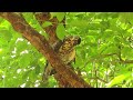 紅26吃個飯頻頻被打擾！（影片末尾有黃n2）｜鳳頭蒼鷹｜20220622｜crested goshawk daan park taipei taiwan