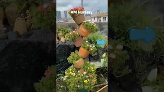 How to Grow Portulaca by Cutting || How to Grow #plants #flowers #gardening #amnursery