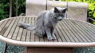 Rydalmaine Maine Coons - Blue - He is such a big Softie