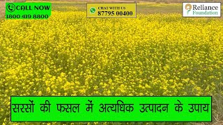 सरसों की फसल में अधिक उत्पादन के उपाय | Measures to Increase Production in Mustard Crop