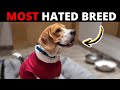 Why people HATE Beagles?