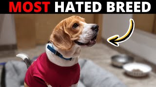 Why people HATE Beagles?