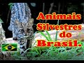 ANIMAIS SILVESTRES DO BRASIL * #PlanetaAves  #MundoAnimal #Animais #Richard Rasmussen * Animal *