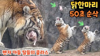 시베리아 호랑이 태백이 생닭 한마리 50초 순삭, 서울대공원 선호 수호 백두 태백 금강 펜자네 아그들 클라스