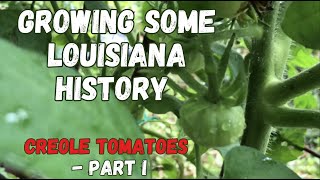 Growing Some Louisiana History - Creole Tomatoes - Part I