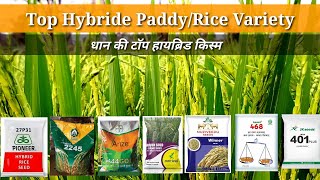 Hybride Paddy/Rice Seed। ज्यादा उत्पादन वाली हायब्रिड धान के बीज।