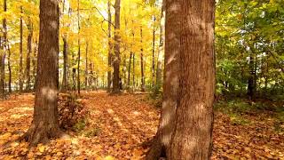 ASMR | Crunchy Twig Hike | Walking on Twigs Branches | Crunching | Study & Sleep | 2 Hours