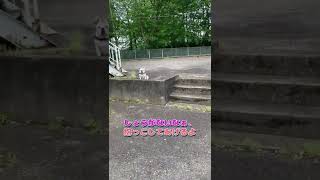 フレブル　鈍臭すぎるフレブル