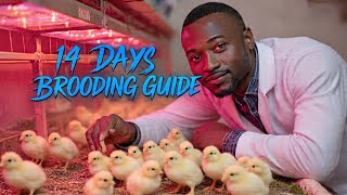 Brooding Chicks 101: Zero Mortality in 14 Days