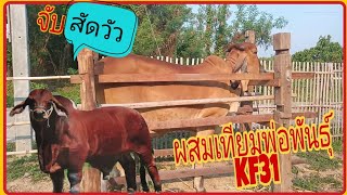 จับสัด\u0026ผสมเทียมพ่อKF31วัวสาวคอกตัวเอง ||เชษฐ ช.ทุ่งทอง เชียงใหม่