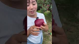 Beautiful Nature - Inspur Fresh Fruit wonderful video of Industry #6419