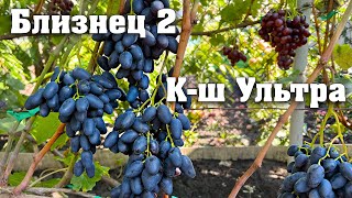 Близнец-2 та к-ш Ультра - нові гібридні форми винограду селекції Калугіна