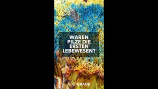 Waren Pilze die ersten Lebewesen?