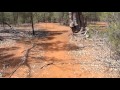 Choosing feral pig baiting sites: Part 3 Roads and tracks