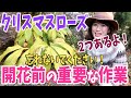 【クリスマスローズ】開花前の重要作業 /  秋・冬にやれば綺麗な花が待っています / たった2つのこと【ガーデニング】