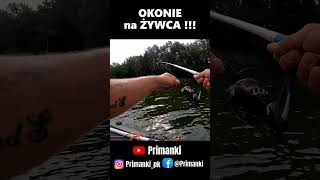 Okonie na żywca !!! #wędkarstwo #okonie #okoń #żywiec #spławik #perch #perchfishing #floatfishing