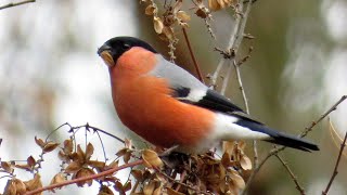 Gile / Bullfinches