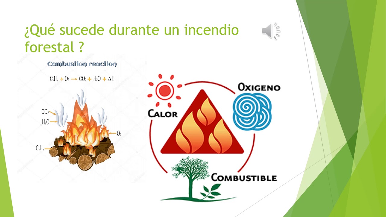 Consecuencias De Los Incendios Forestales. - YouTube