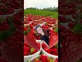 strawberry girl trendingamazingvideo short