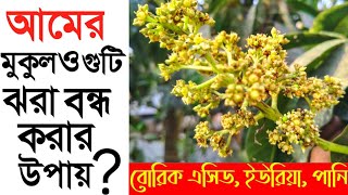 আমের মুকুল গুটি ঝরা বন্ধ করার উপায় -বোরিক এসিড, ইউরিয়া, পানি প্রয়োগ করুন।How to Mango bud care